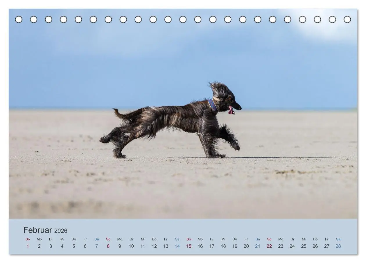 Bild: 9783457882832 | AFGHANISCHE WINDHUNDE 2026 (Tischkalender 2026 DIN A5 quer),...