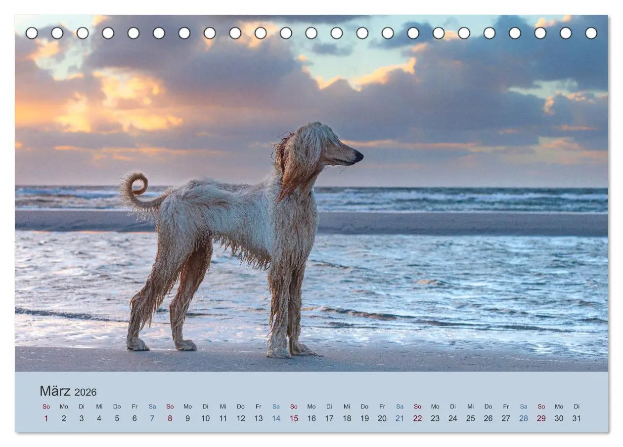 Bild: 9783457882832 | AFGHANISCHE WINDHUNDE 2026 (Tischkalender 2026 DIN A5 quer),...