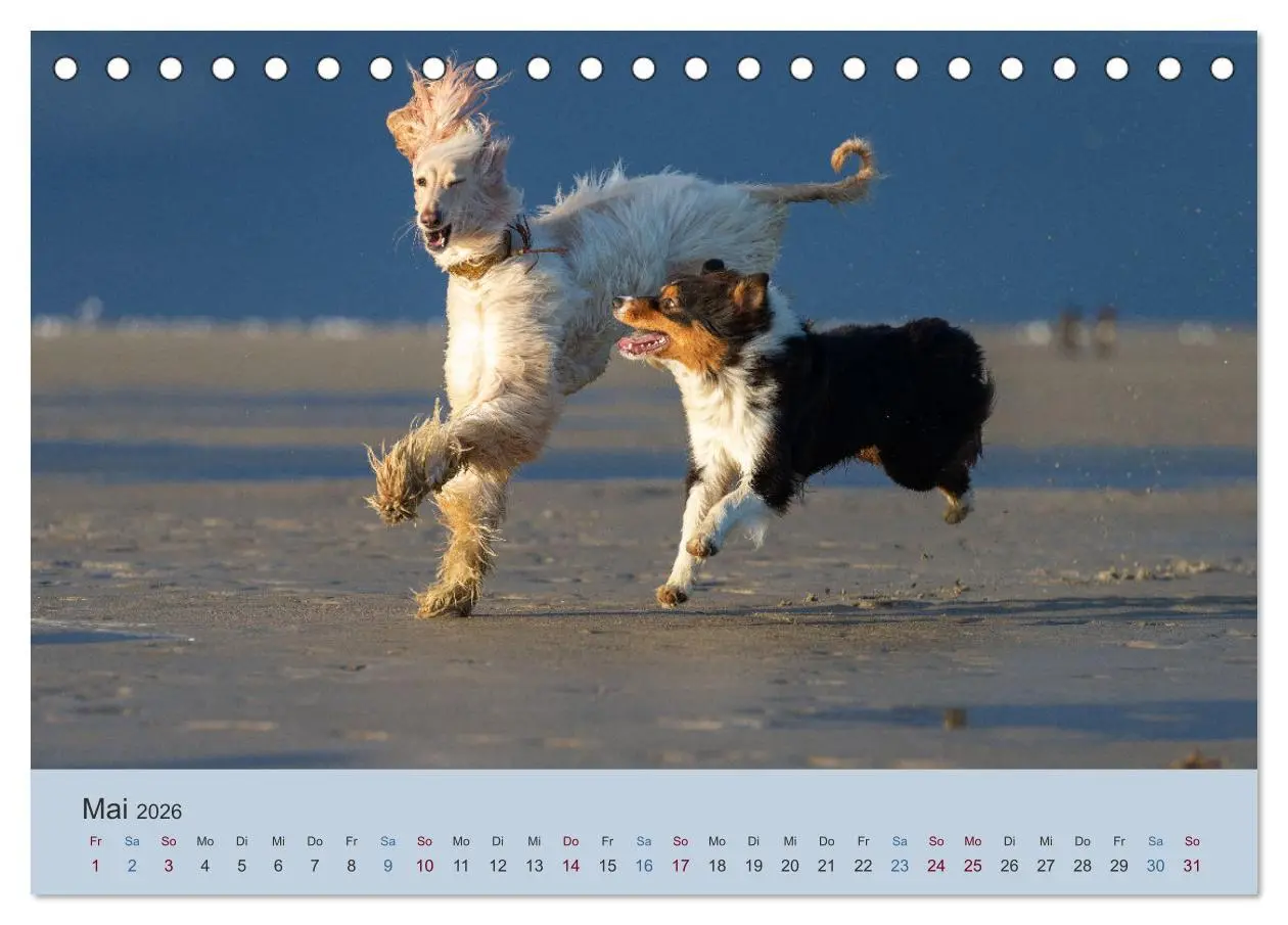 Bild: 9783457882832 | AFGHANISCHE WINDHUNDE 2026 (Tischkalender 2026 DIN A5 quer),...