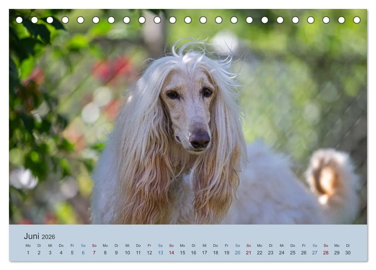 Bild: 9783457882832 | AFGHANISCHE WINDHUNDE 2026 (Tischkalender 2026 DIN A5 quer),...