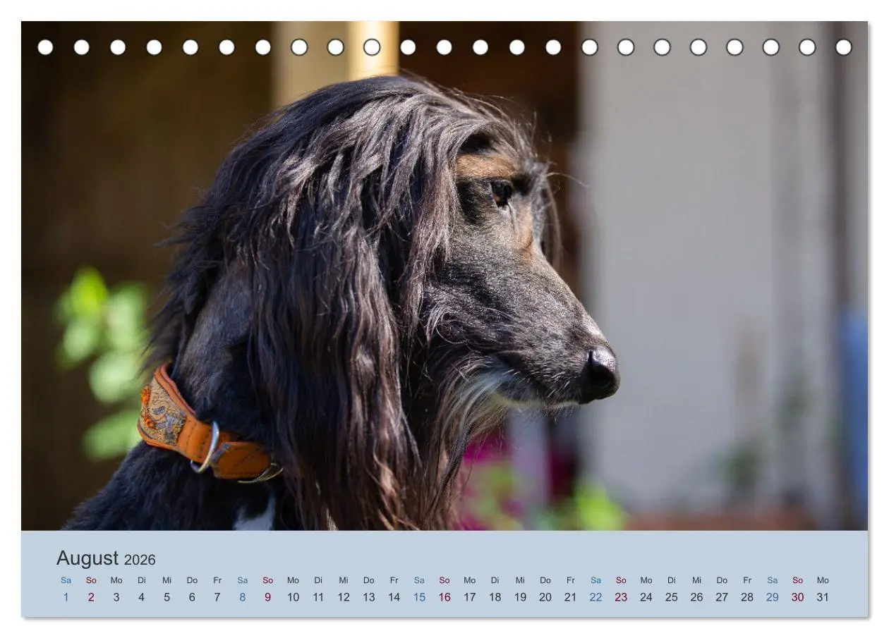 Bild: 9783457882832 | AFGHANISCHE WINDHUNDE 2026 (Tischkalender 2026 DIN A5 quer),...