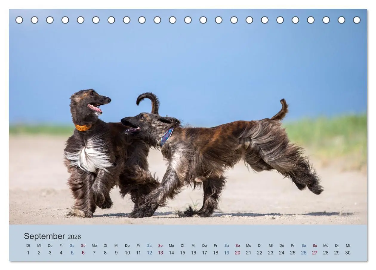 Bild: 9783457882832 | AFGHANISCHE WINDHUNDE 2026 (Tischkalender 2026 DIN A5 quer),...