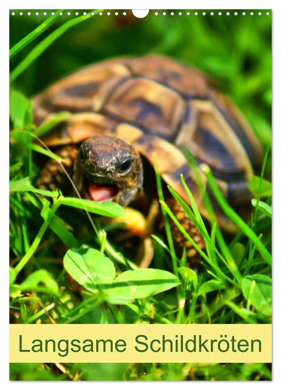 Cover: 9783516422832 | Langsame Schildkröten (Wandkalender 2026 DIN A3 hoch), CALVENDO...