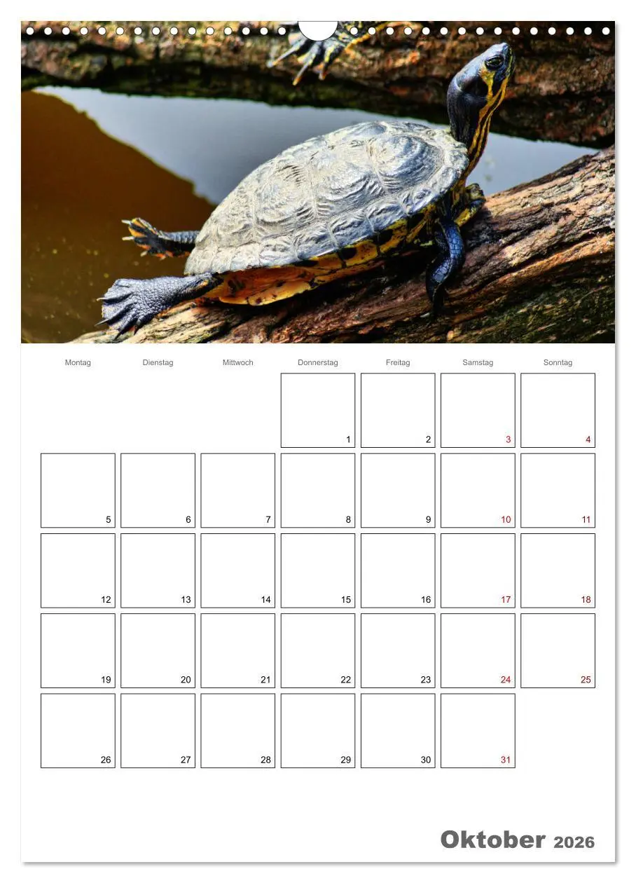 Bild: 9783516422832 | Langsame Schildkröten (Wandkalender 2026 DIN A3 hoch), CALVENDO...