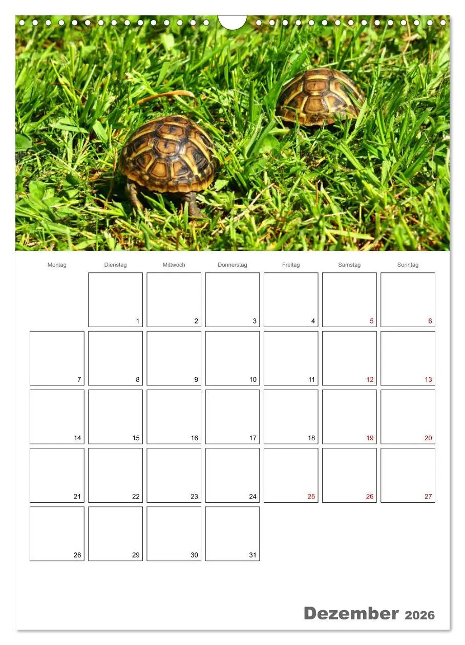 Bild: 9783516422832 | Langsame Schildkröten (Wandkalender 2026 DIN A3 hoch), CALVENDO...