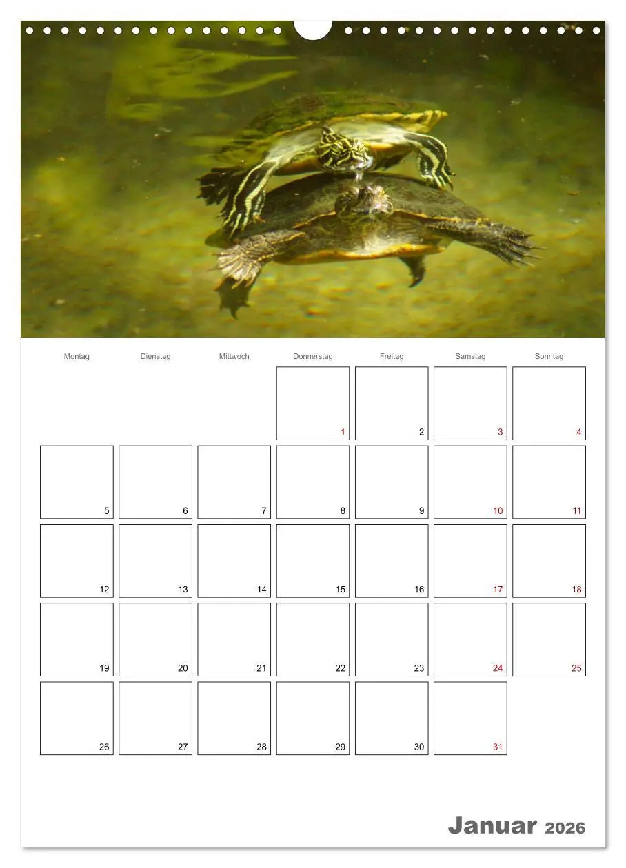Bild: 9783516422832 | Langsame Schildkröten (Wandkalender 2026 DIN A3 hoch), CALVENDO...