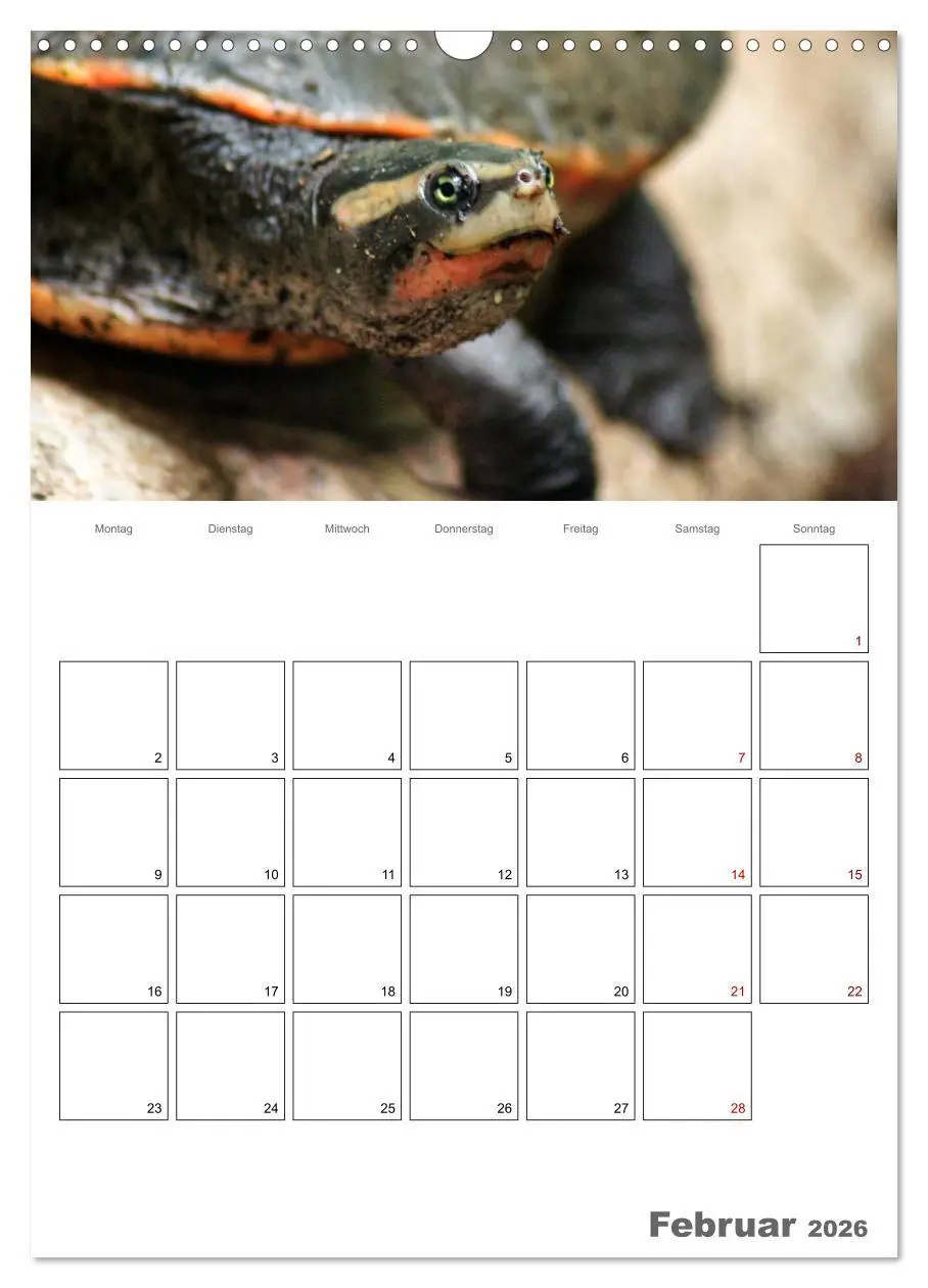 Bild: 9783516422832 | Langsame Schildkröten (Wandkalender 2026 DIN A3 hoch), CALVENDO...