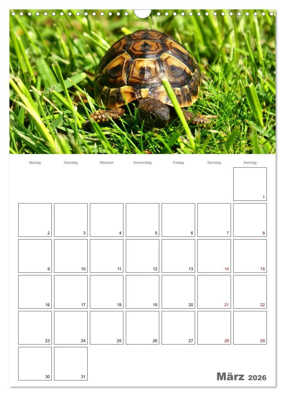 Bild: 9783516422832 | Langsame Schildkröten (Wandkalender 2026 DIN A3 hoch), CALVENDO...