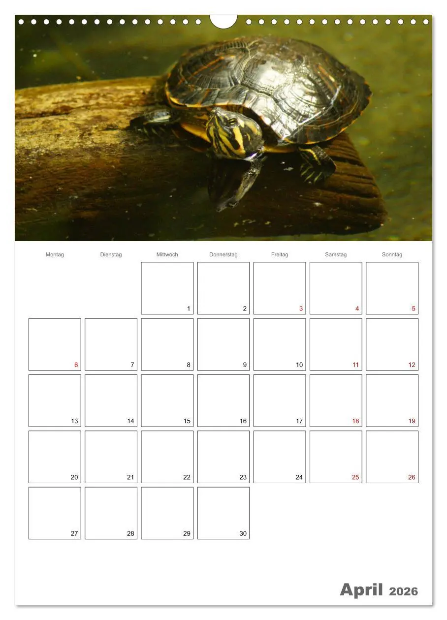 Bild: 9783516422832 | Langsame Schildkröten (Wandkalender 2026 DIN A3 hoch), CALVENDO...