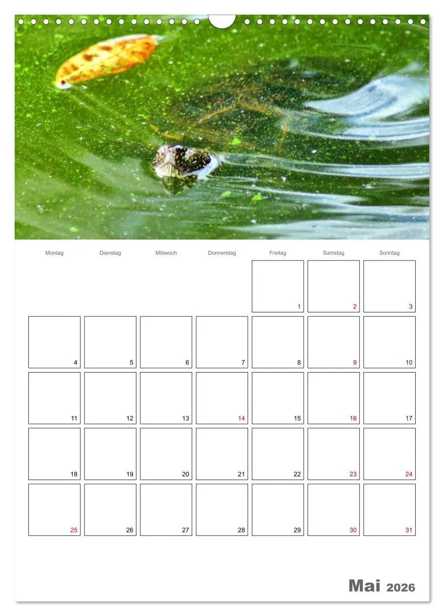 Bild: 9783516422832 | Langsame Schildkröten (Wandkalender 2026 DIN A3 hoch), CALVENDO...