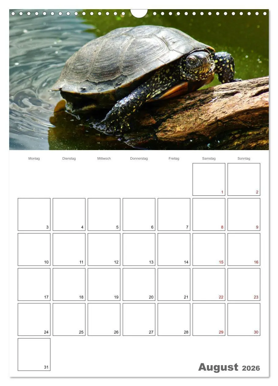 Bild: 9783516422832 | Langsame Schildkröten (Wandkalender 2026 DIN A3 hoch), CALVENDO...