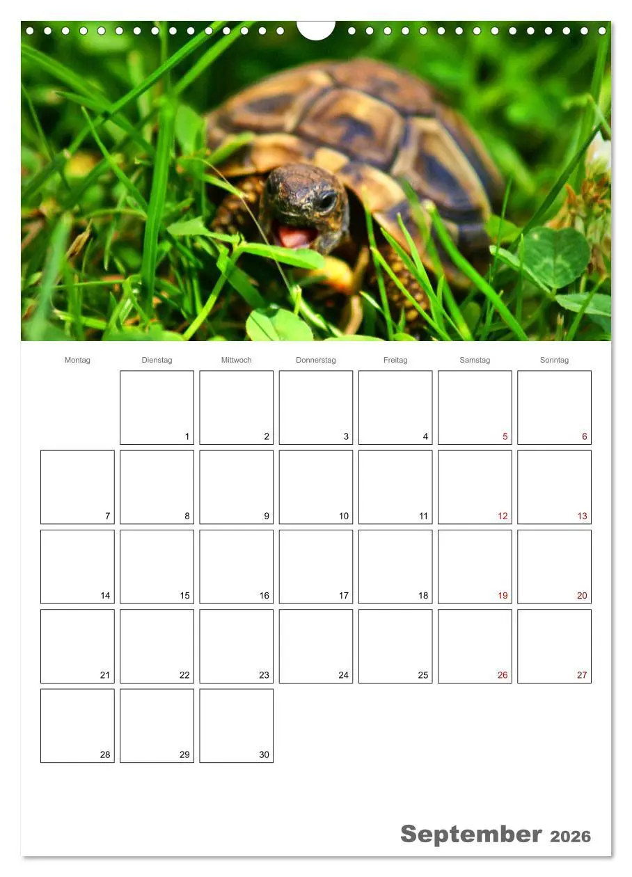 Bild: 9783516422832 | Langsame Schildkröten (Wandkalender 2026 DIN A3 hoch), CALVENDO...