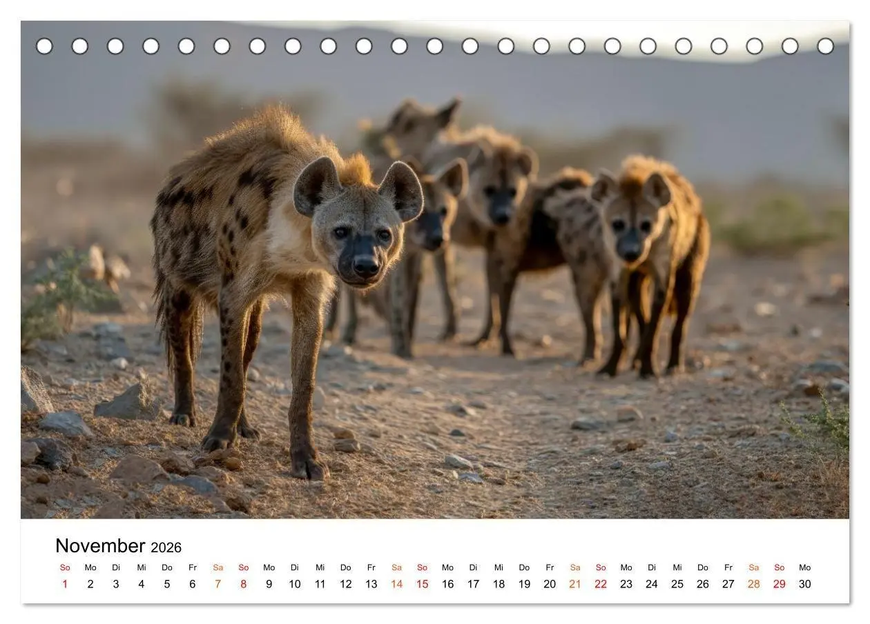 Bild: 9783516732832 | Hyänen - Afrikas geheimnisvolle Jäger (Tischkalender 2026 DIN A5...