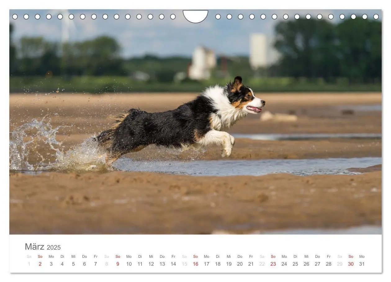 Bild: 9783435673032 | Australian Shepherd 2025 (Wandkalender 2025 DIN A4 quer), CALVENDO...