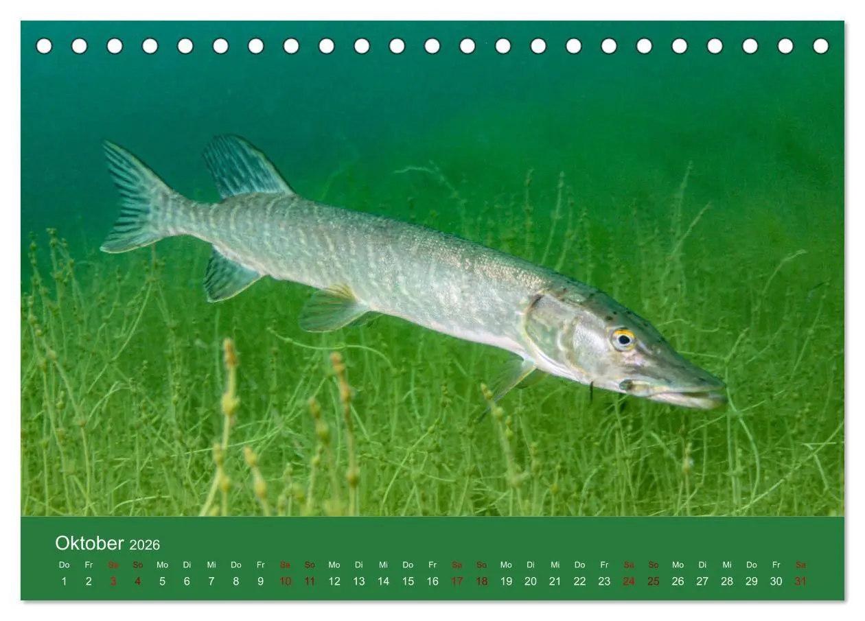 Bild: 9783457763032 | Faszination Süsswasser (Tischkalender 2026 DIN A5 quer), CALVENDO...