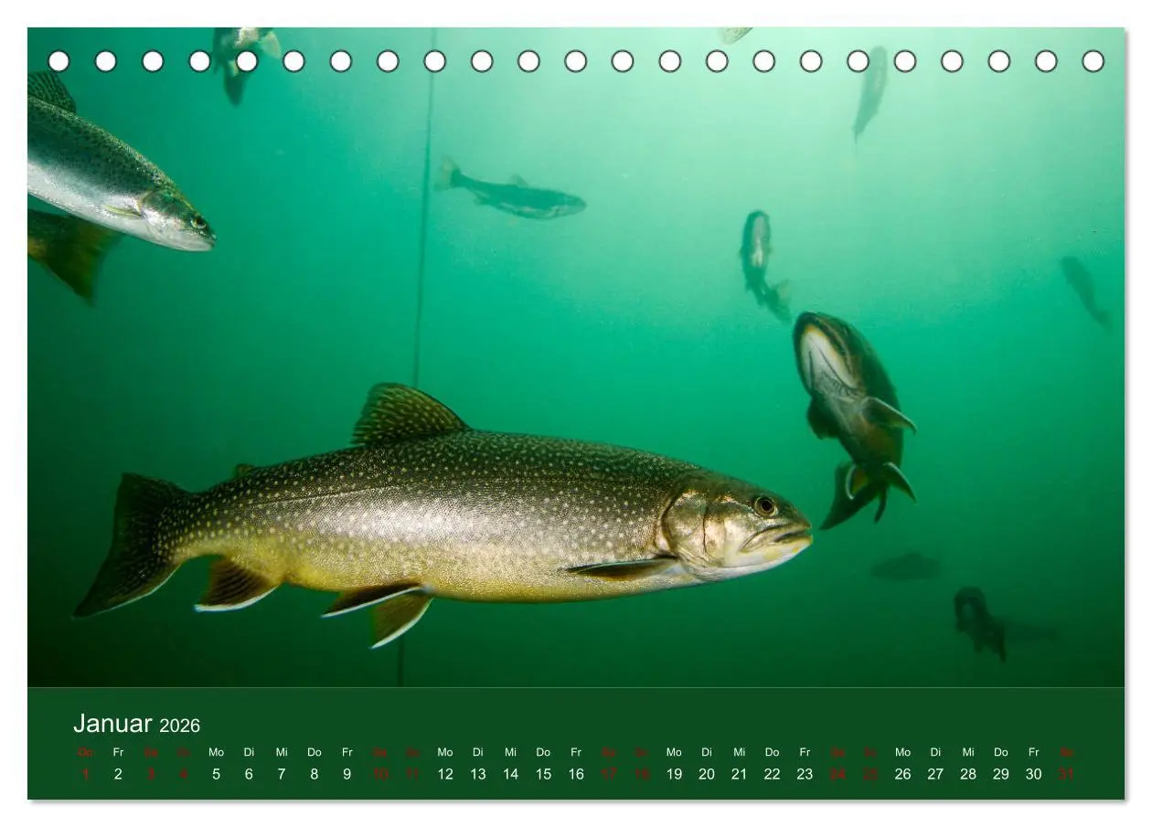 Bild: 9783457763032 | Faszination Süsswasser (Tischkalender 2026 DIN A5 quer), CALVENDO...