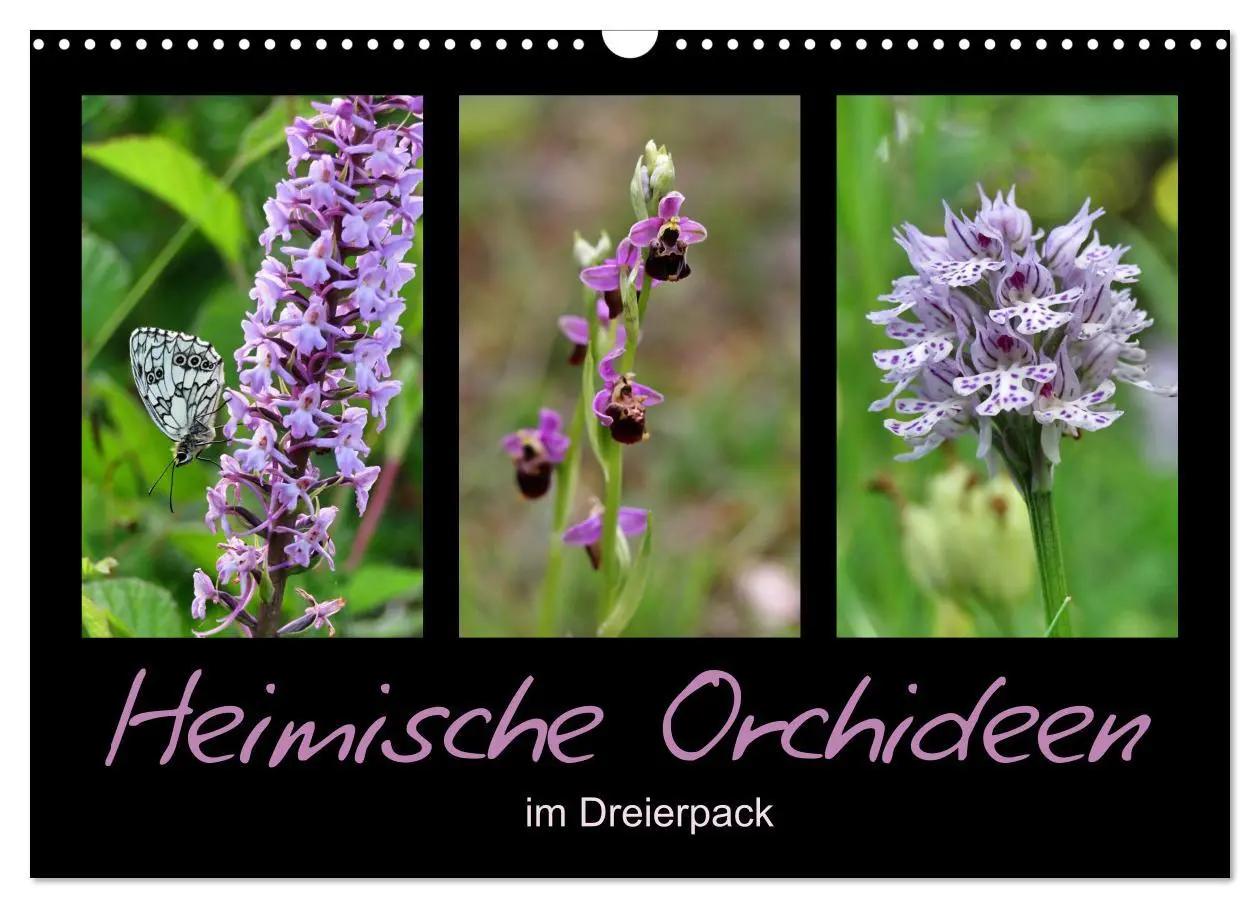 Cover: 9783457753132 | Heimische Orchideen im Dreierpack (Wandkalender 2026 DIN A3 quer),...