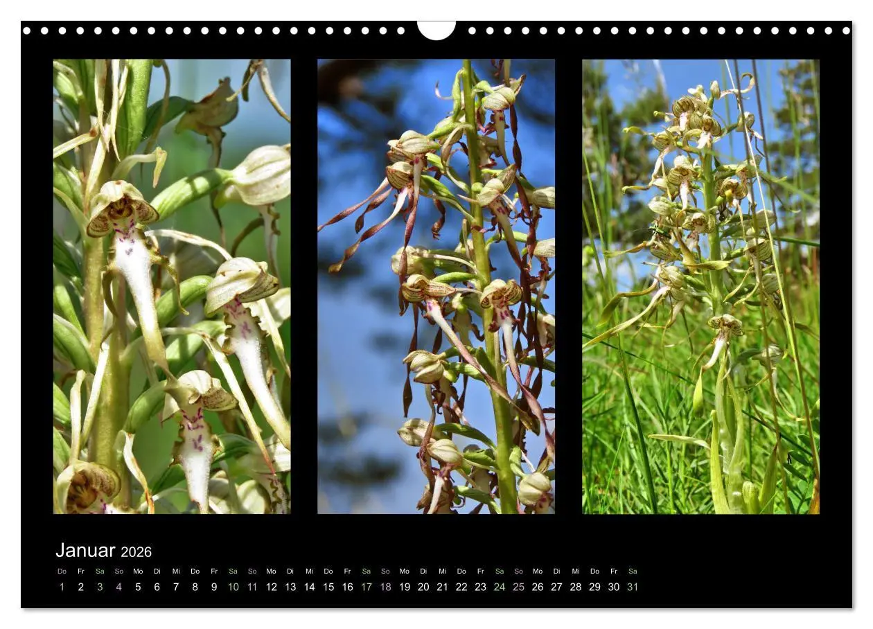 Bild: 9783457753132 | Heimische Orchideen im Dreierpack (Wandkalender 2026 DIN A3 quer),...