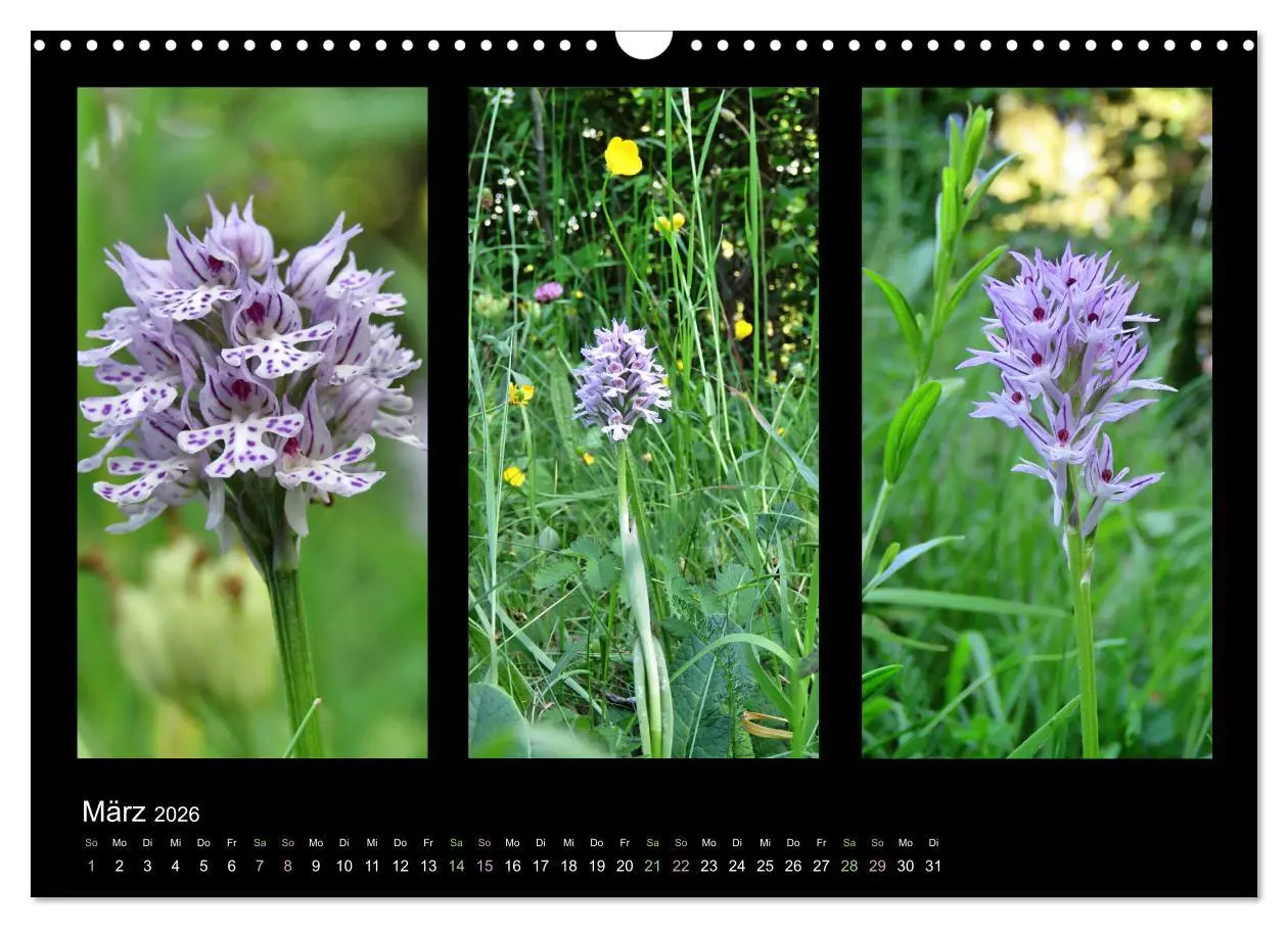 Bild: 9783457753132 | Heimische Orchideen im Dreierpack (Wandkalender 2026 DIN A3 quer),...