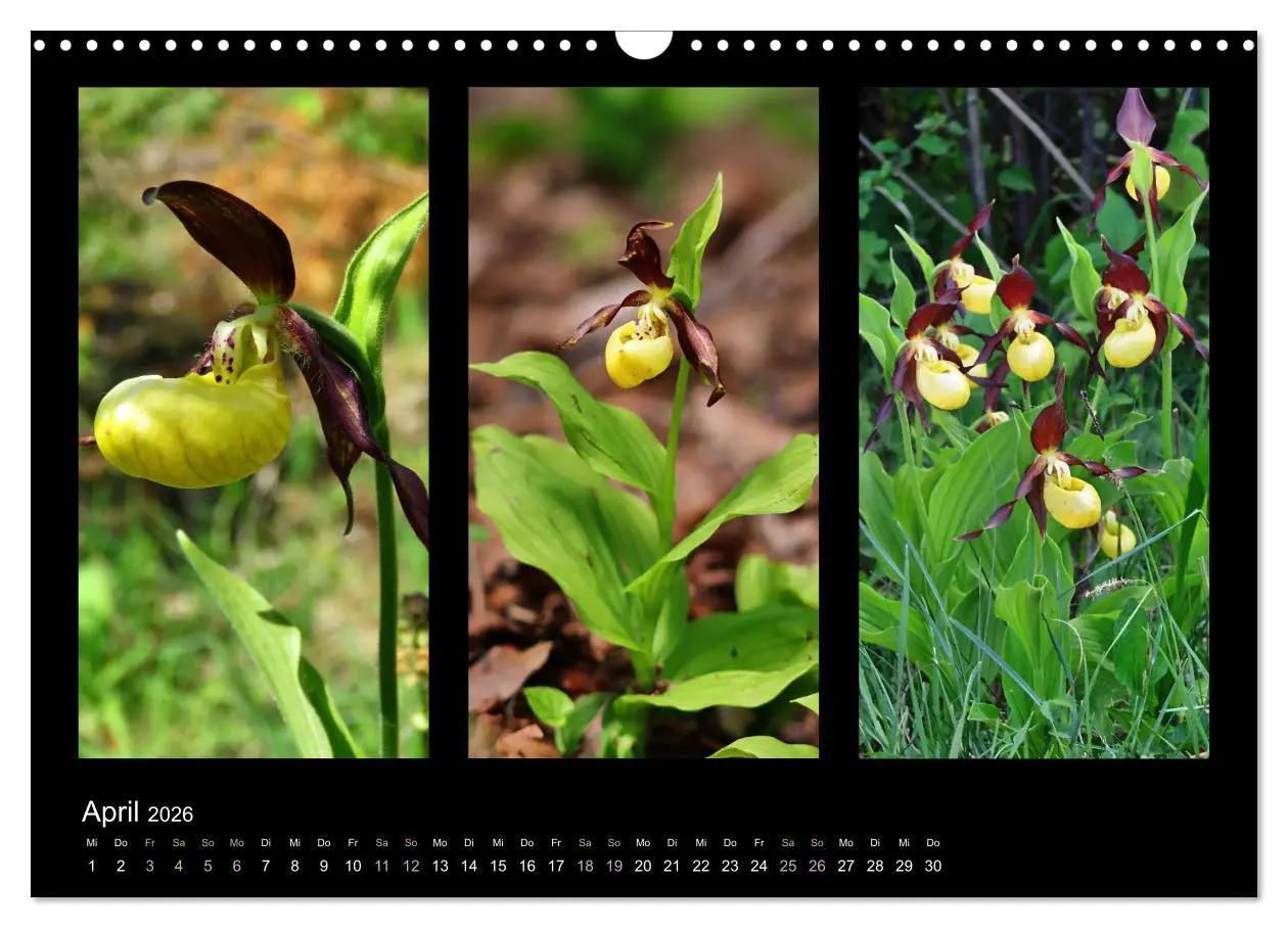 Bild: 9783457753132 | Heimische Orchideen im Dreierpack (Wandkalender 2026 DIN A3 quer),...