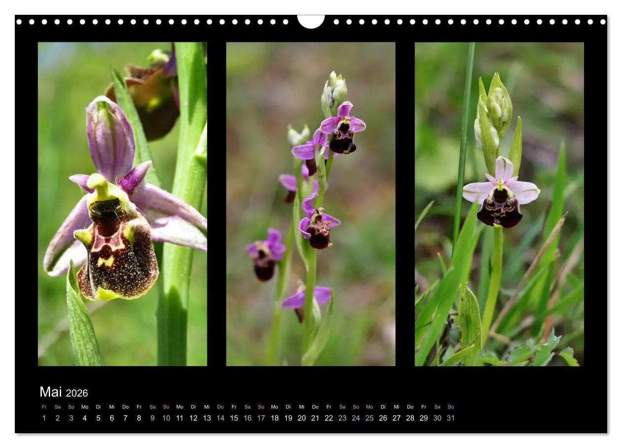 Bild: 9783457753132 | Heimische Orchideen im Dreierpack (Wandkalender 2026 DIN A3 quer),...