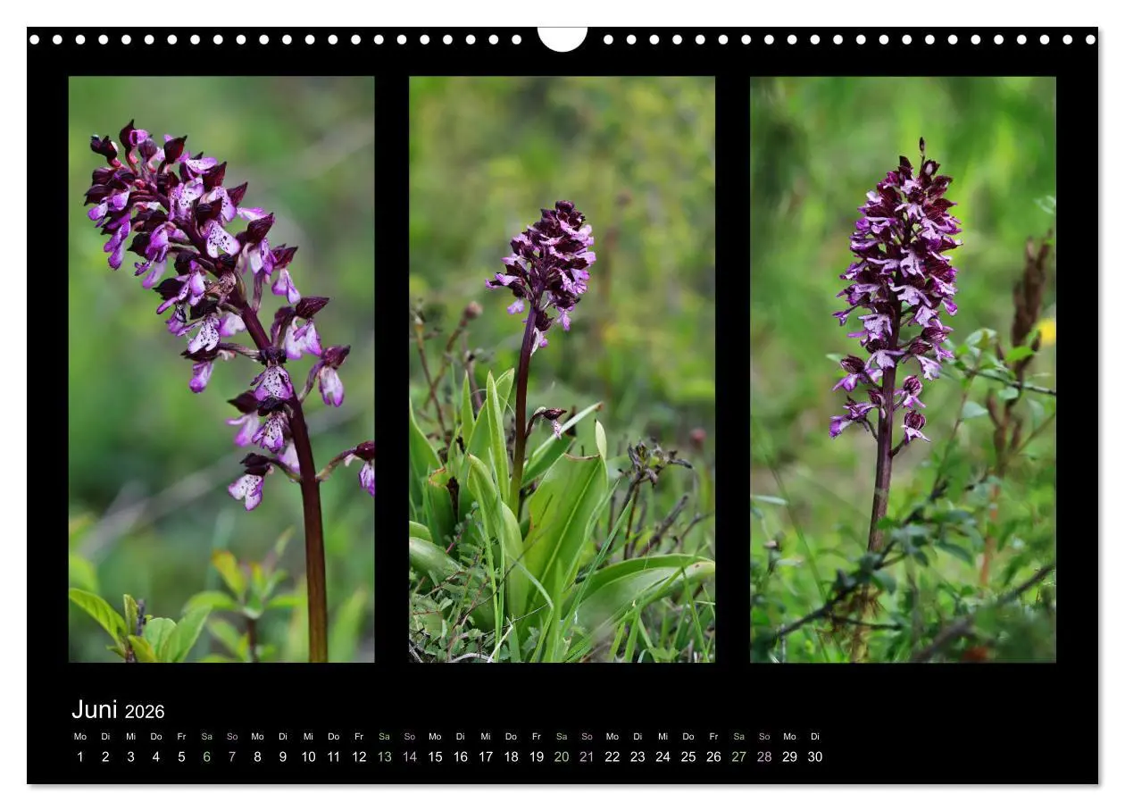 Bild: 9783457753132 | Heimische Orchideen im Dreierpack (Wandkalender 2026 DIN A3 quer),...