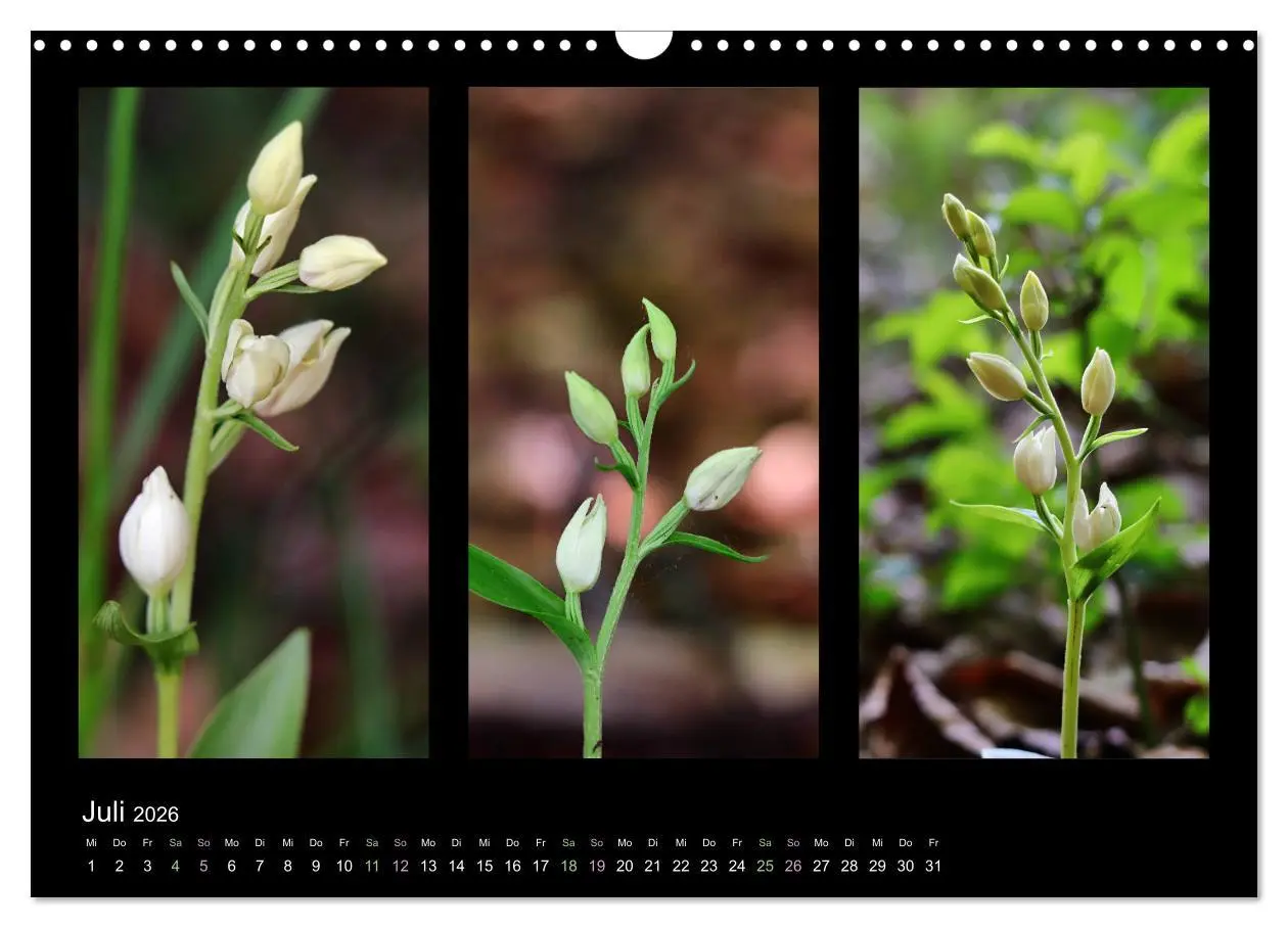Bild: 9783457753132 | Heimische Orchideen im Dreierpack (Wandkalender 2026 DIN A3 quer),...