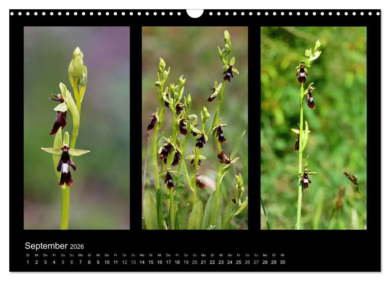 Bild: 9783457753132 | Heimische Orchideen im Dreierpack (Wandkalender 2026 DIN A3 quer),...