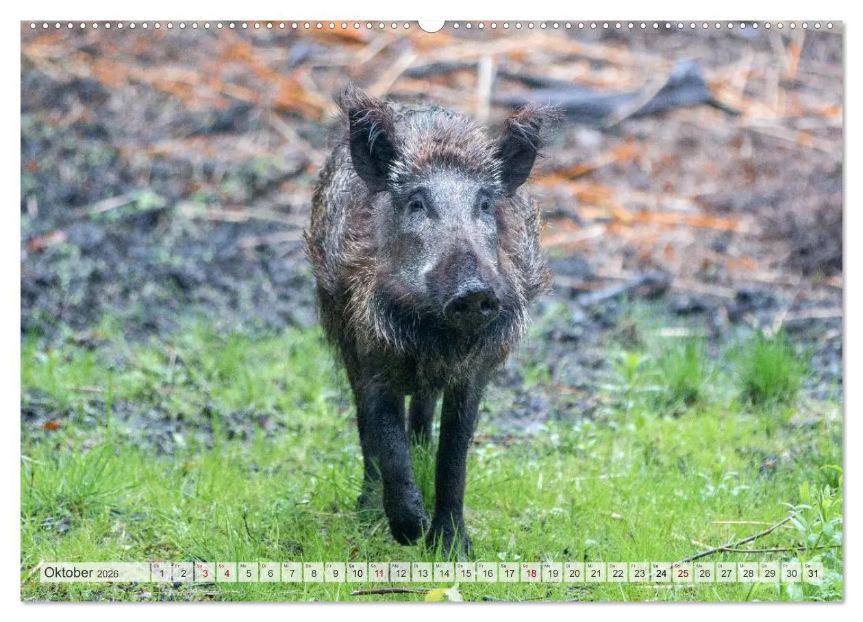 Bild: 9783516603132 | Wildschweine - Im Schatten des Waldes (Wandkalender 2026 DIN A2...