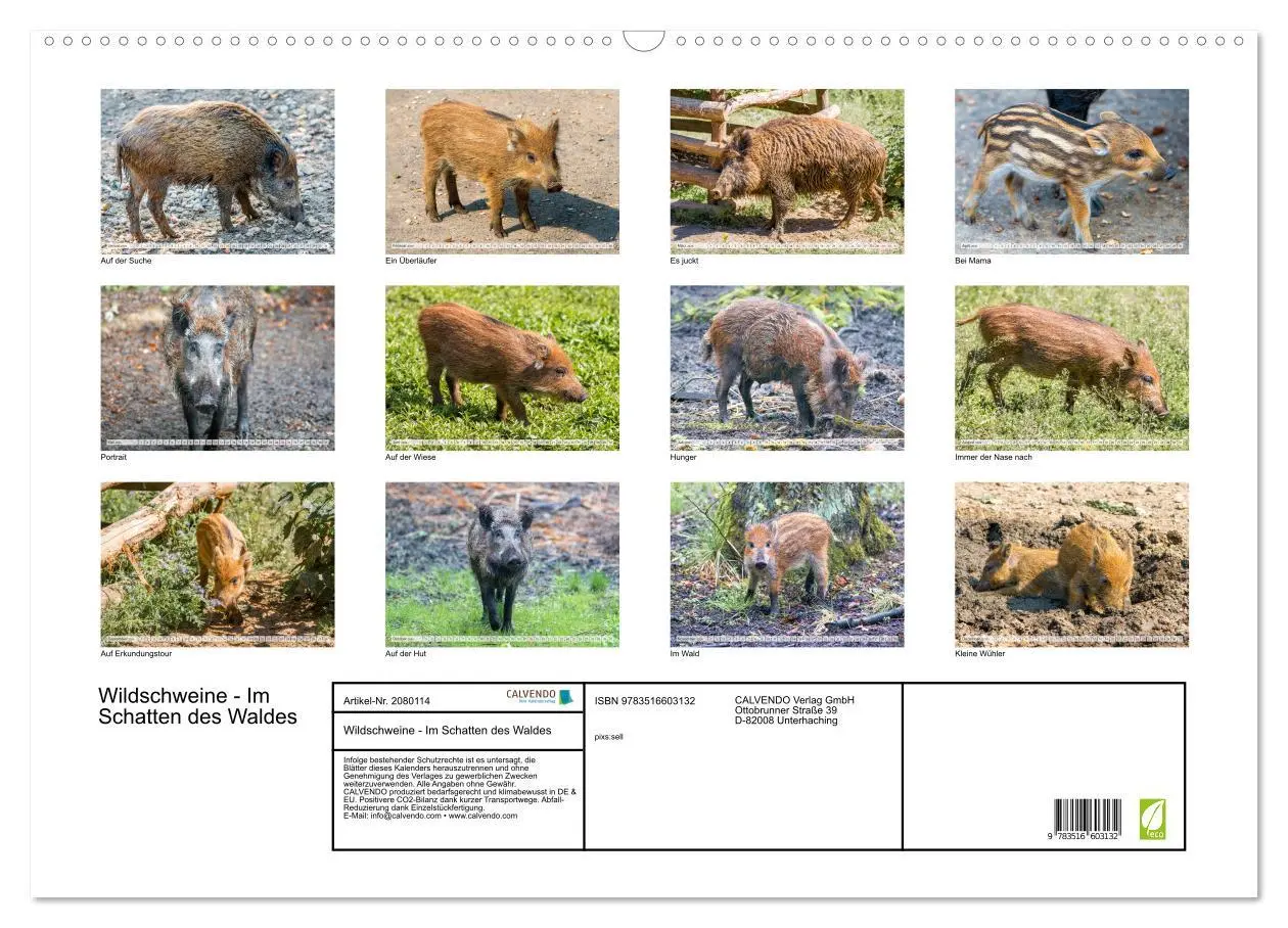 Bild: 9783516603132 | Wildschweine - Im Schatten des Waldes (Wandkalender 2026 DIN A2...