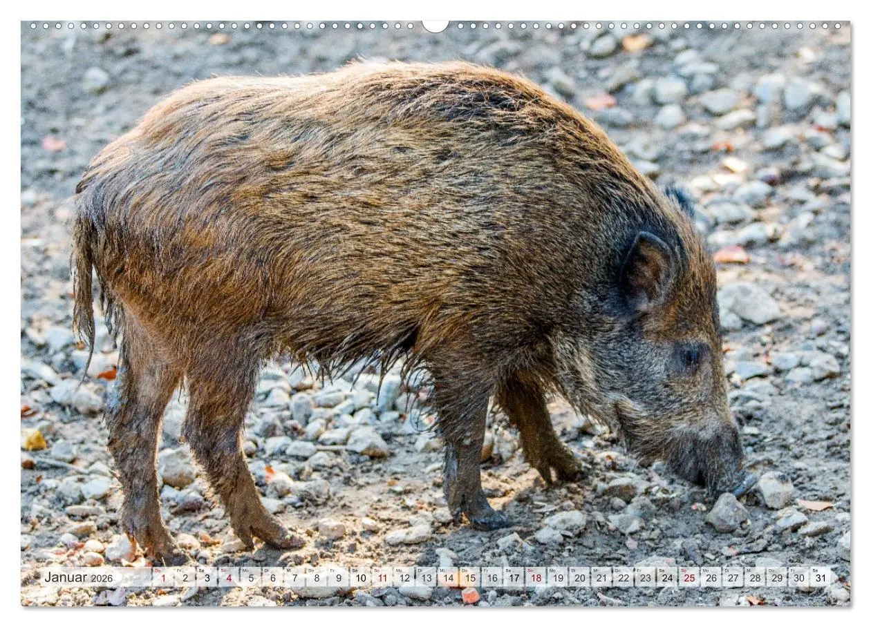 Bild: 9783516603132 | Wildschweine - Im Schatten des Waldes (Wandkalender 2026 DIN A2...