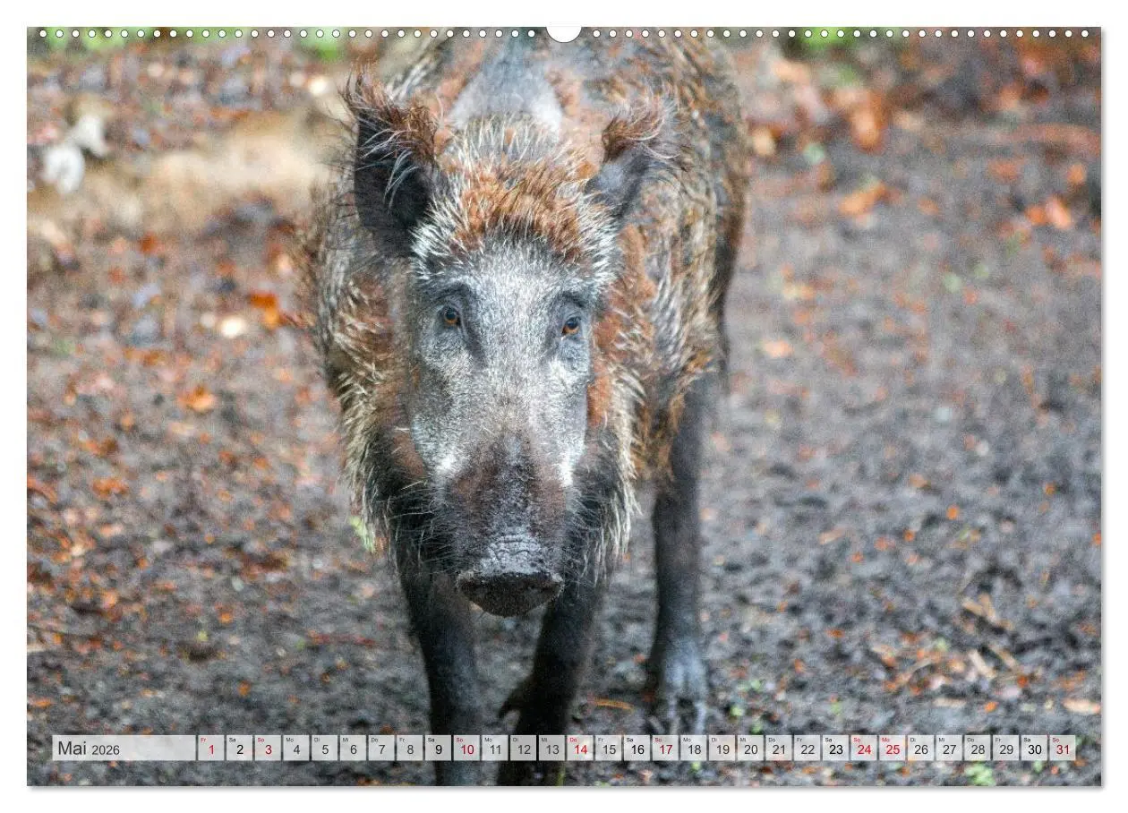 Bild: 9783516603132 | Wildschweine - Im Schatten des Waldes (Wandkalender 2026 DIN A2...