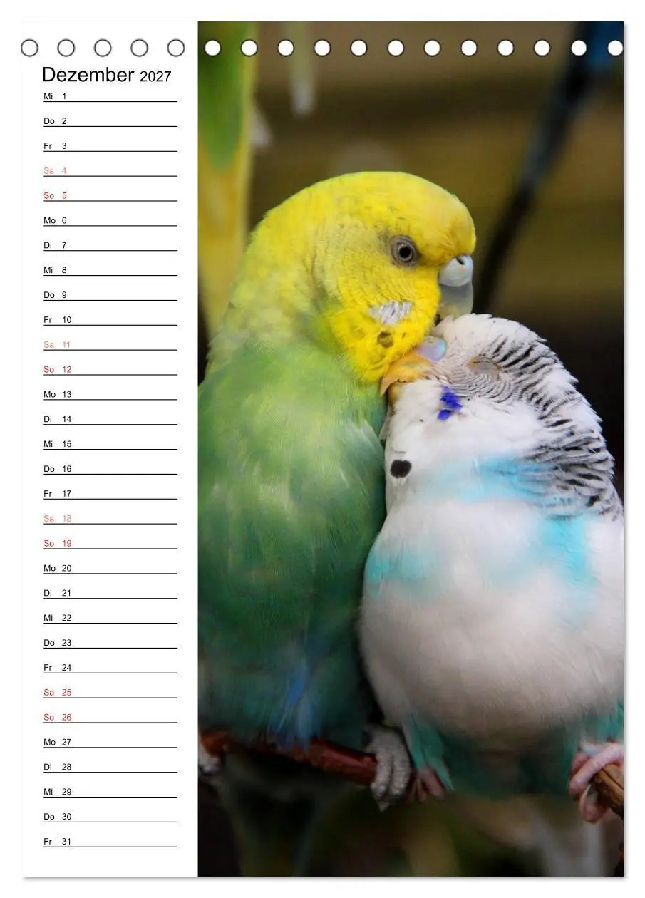 Bild: 9783569793132 | WELLENSITTICHE - Süße Wellis (Tischkalender 2027 DIN A5 hoch),...