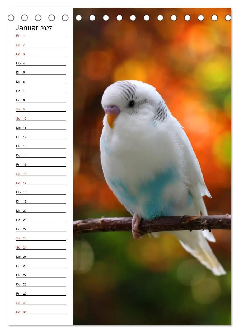 Bild: 9783569793132 | WELLENSITTICHE - Süße Wellis (Tischkalender 2027 DIN A5 hoch),...