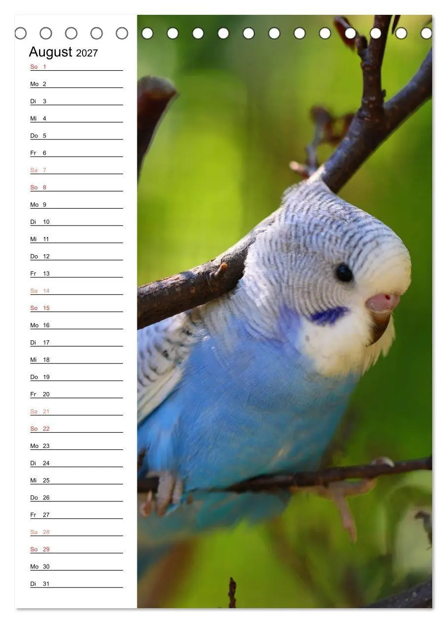 Bild: 9783569793132 | WELLENSITTICHE - Süße Wellis (Tischkalender 2027 DIN A5 hoch),...