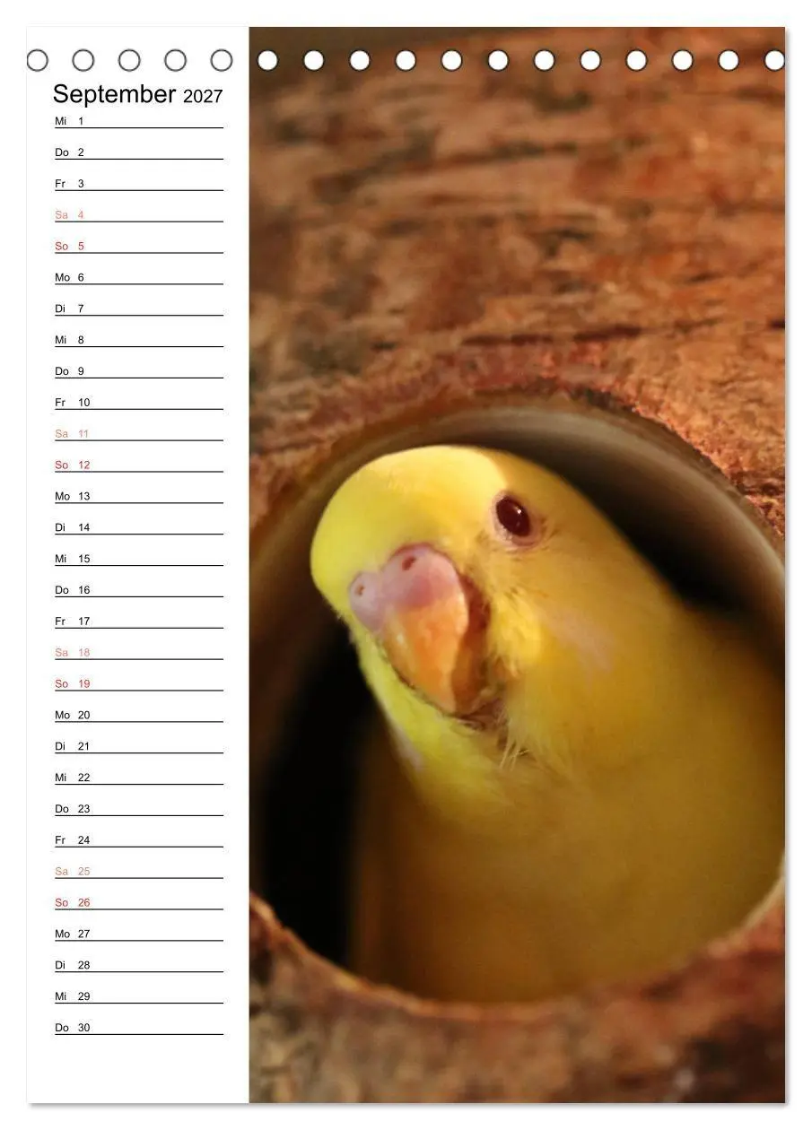 Bild: 9783569793132 | WELLENSITTICHE - Süße Wellis (Tischkalender 2027 DIN A5 hoch),...