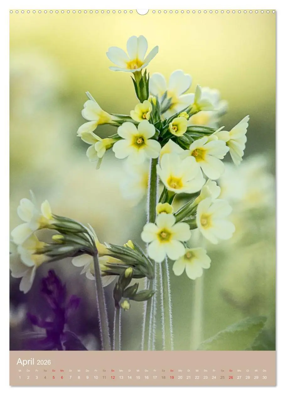 Bild: 9783516453232 | NOCH MEHR WILDE NAHRUNG (hochwertiger Premium Wandkalender 2026 DIN...