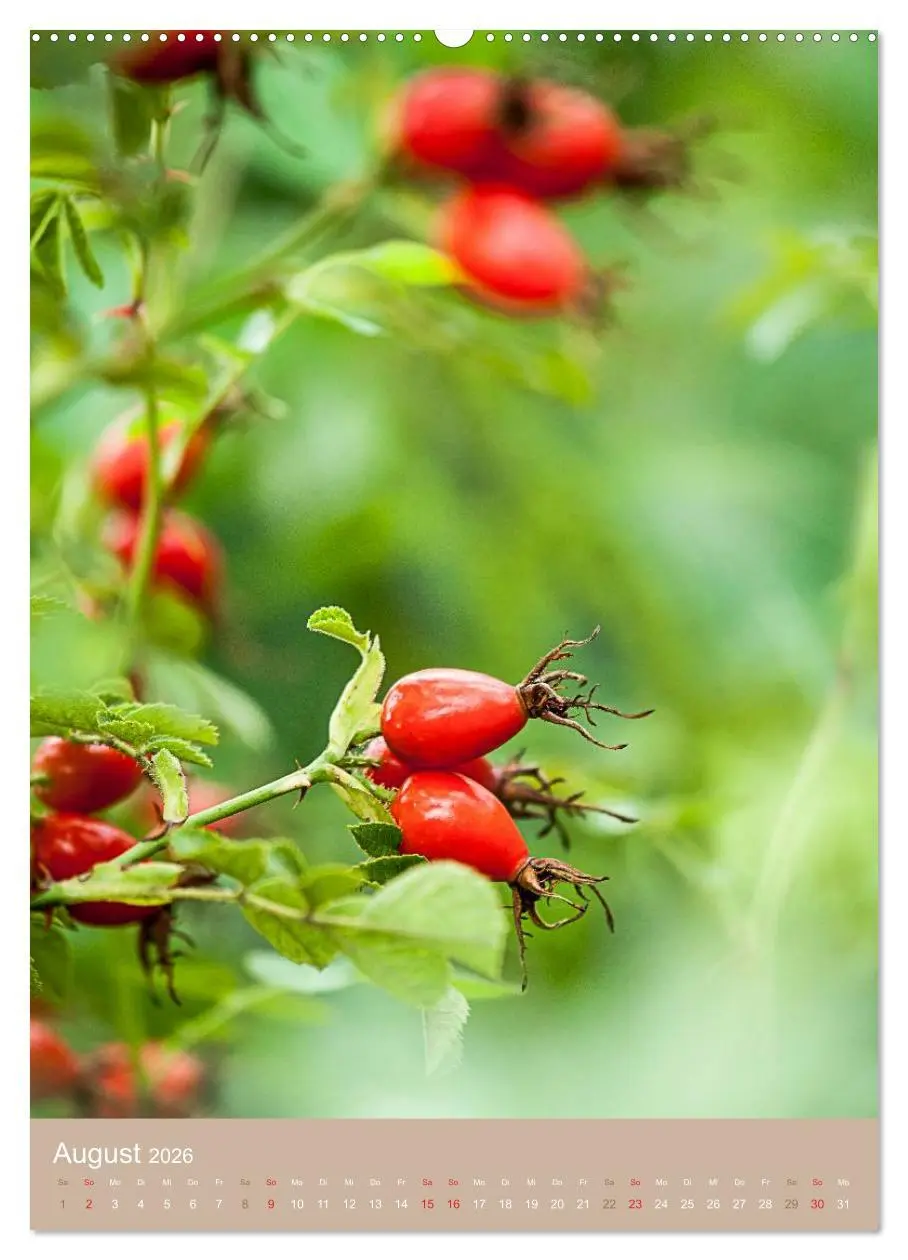 Bild: 9783516453232 | NOCH MEHR WILDE NAHRUNG (hochwertiger Premium Wandkalender 2026 DIN...