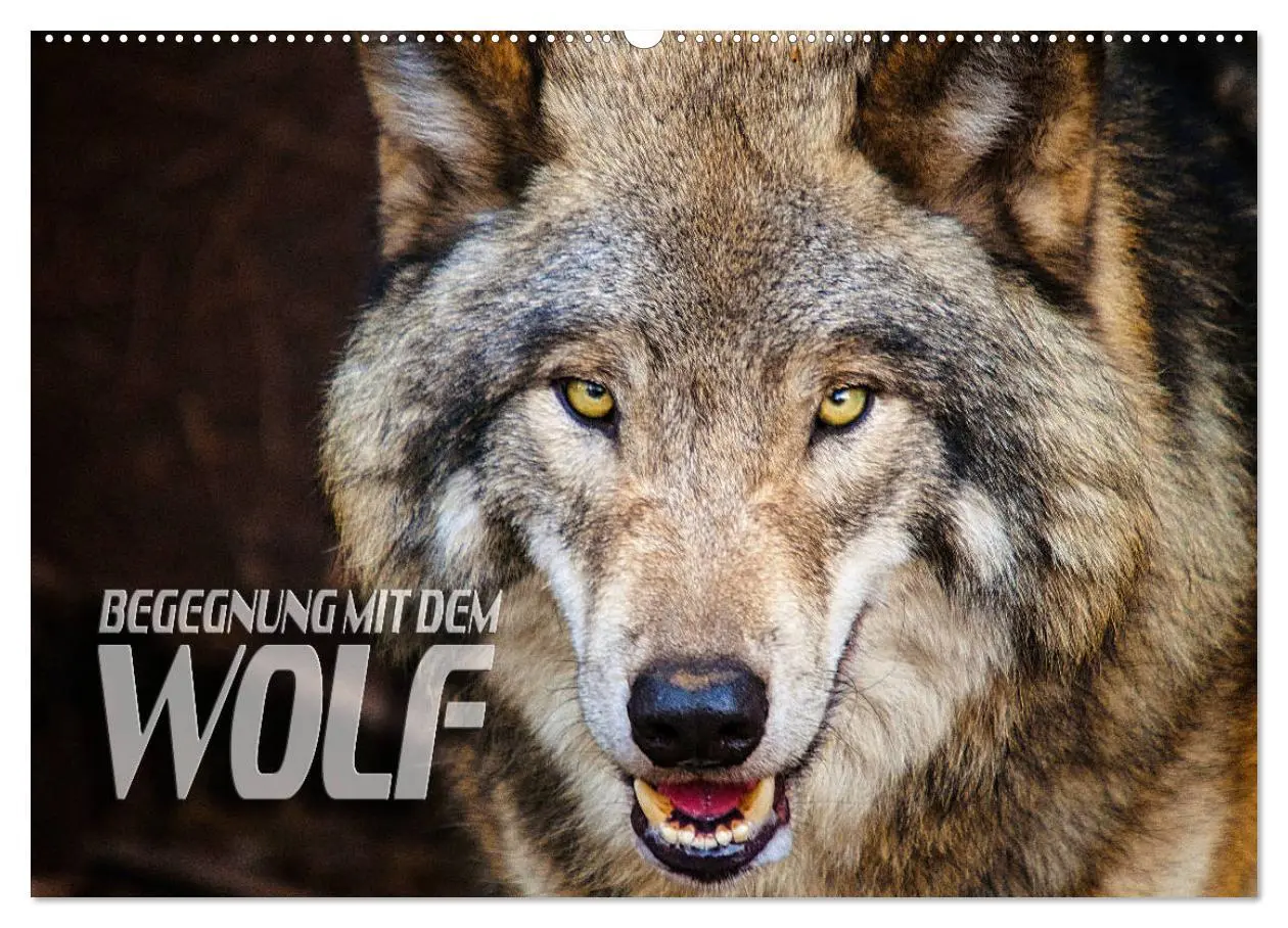 Cover: 9783435263332 | Begegnung mit dem Wolf (Wandkalender 2025 DIN A2 quer), CALVENDO...