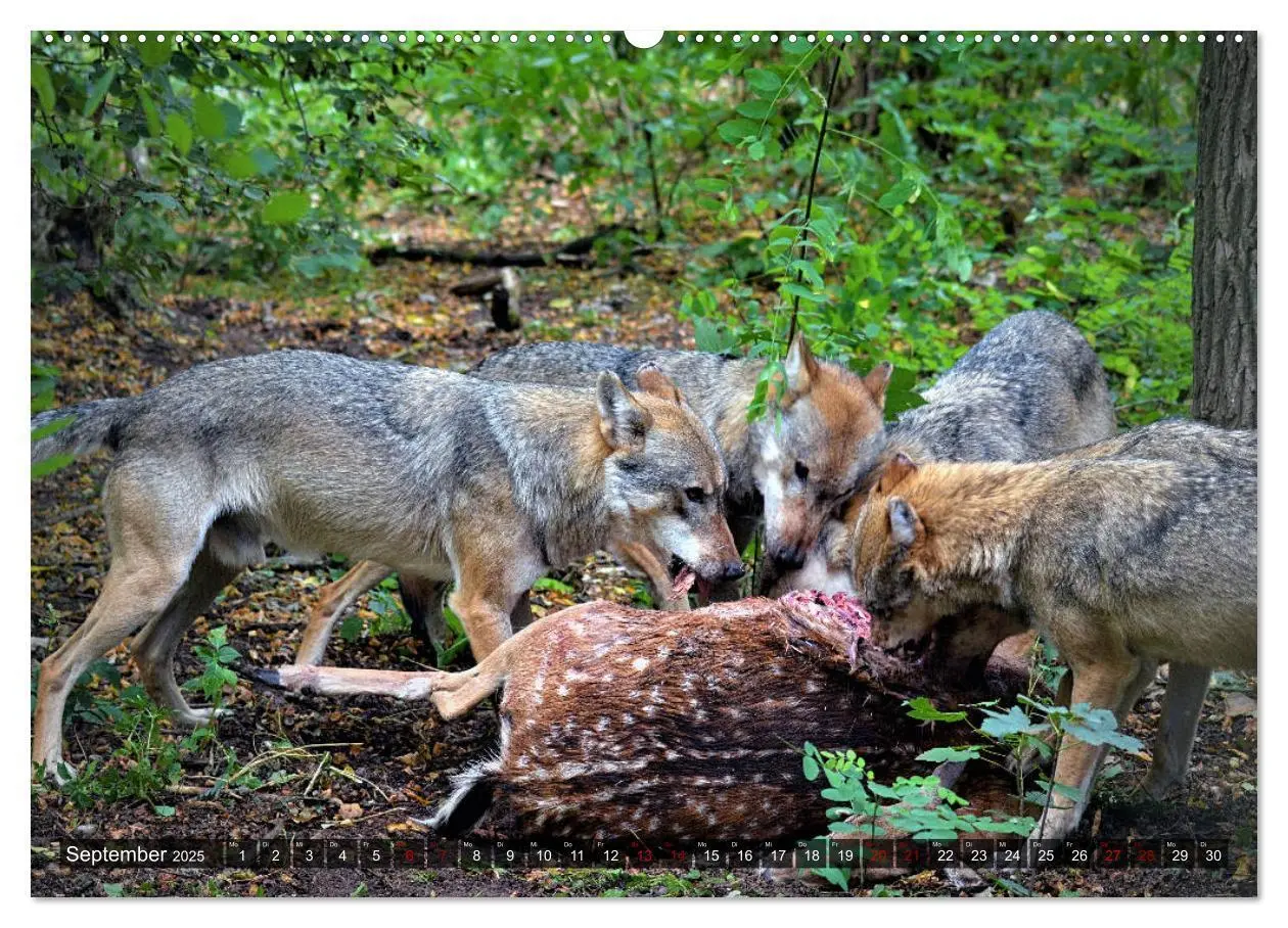 Bild: 9783435263332 | Begegnung mit dem Wolf (Wandkalender 2025 DIN A2 quer), CALVENDO...