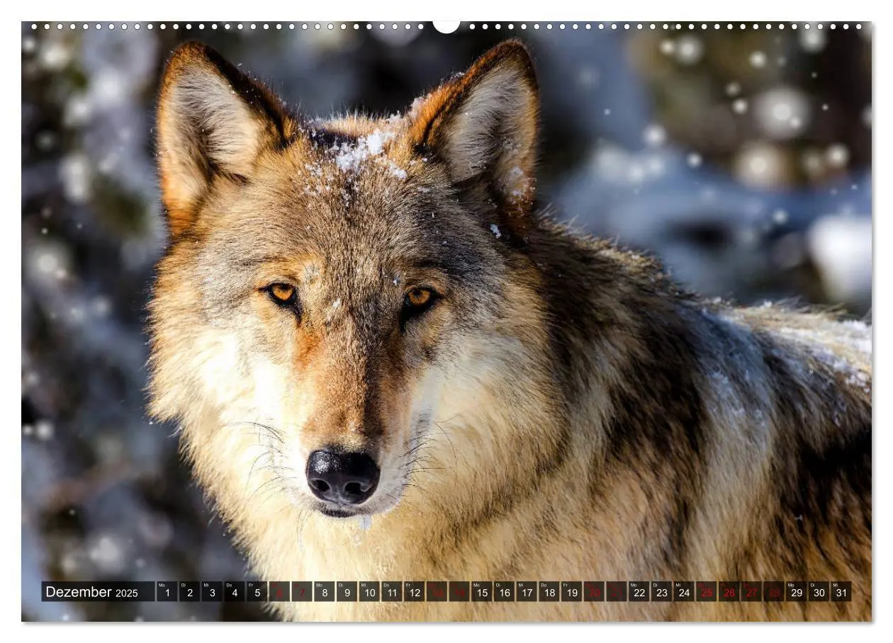 Bild: 9783435263332 | Begegnung mit dem Wolf (Wandkalender 2025 DIN A2 quer), CALVENDO...