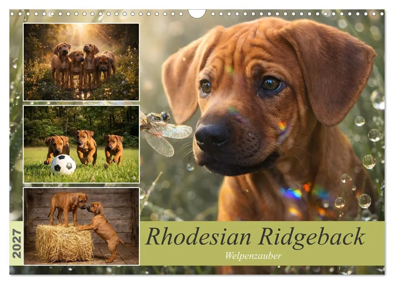 Cover: 9783516823332 | Rhodesian Ridgeback - Welpenzauber (Wandkalender 2027 DIN A3 quer),...