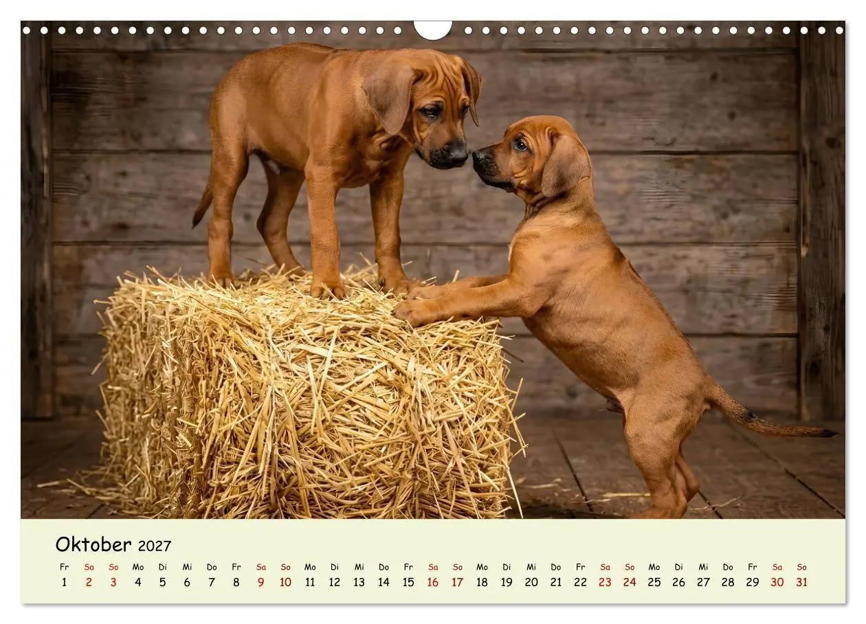 Bild: 9783516823332 | Rhodesian Ridgeback - Welpenzauber (Wandkalender 2027 DIN A3 quer),...