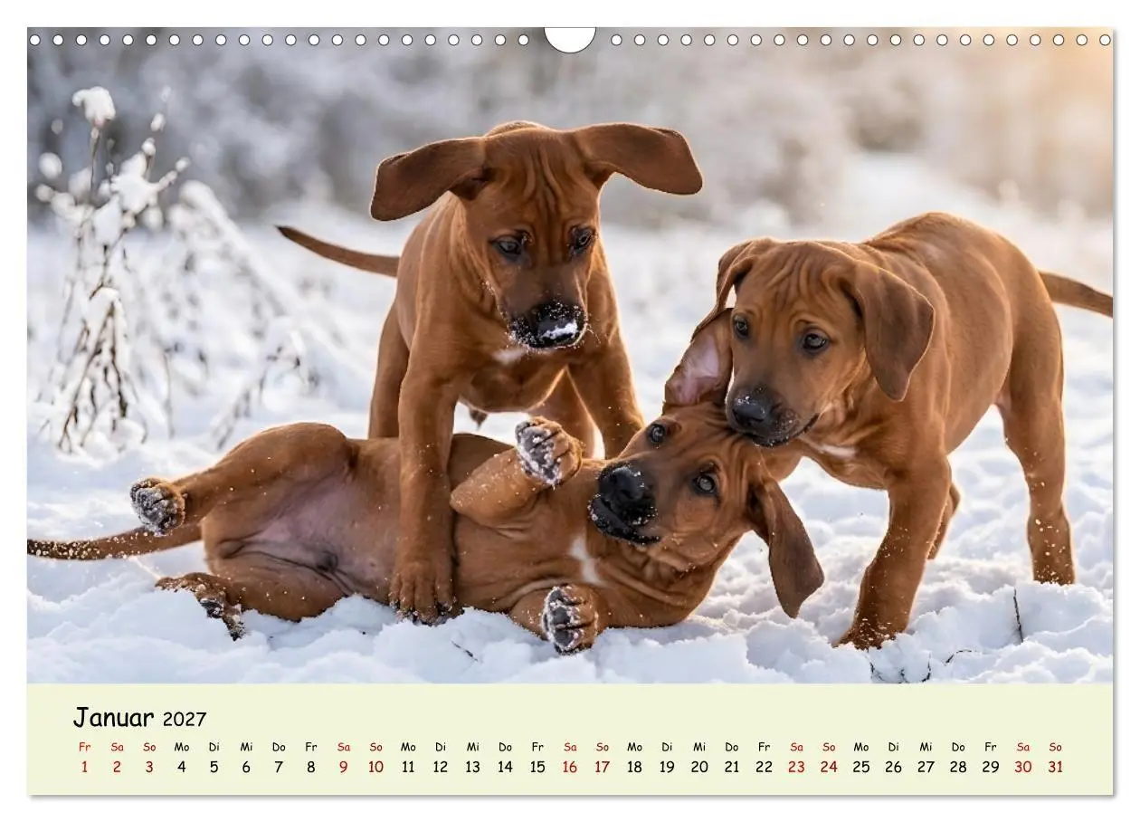 Bild: 9783516823332 | Rhodesian Ridgeback - Welpenzauber (Wandkalender 2027 DIN A3 quer),...