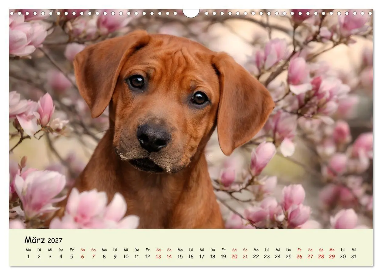 Bild: 9783516823332 | Rhodesian Ridgeback - Welpenzauber (Wandkalender 2027 DIN A3 quer),...