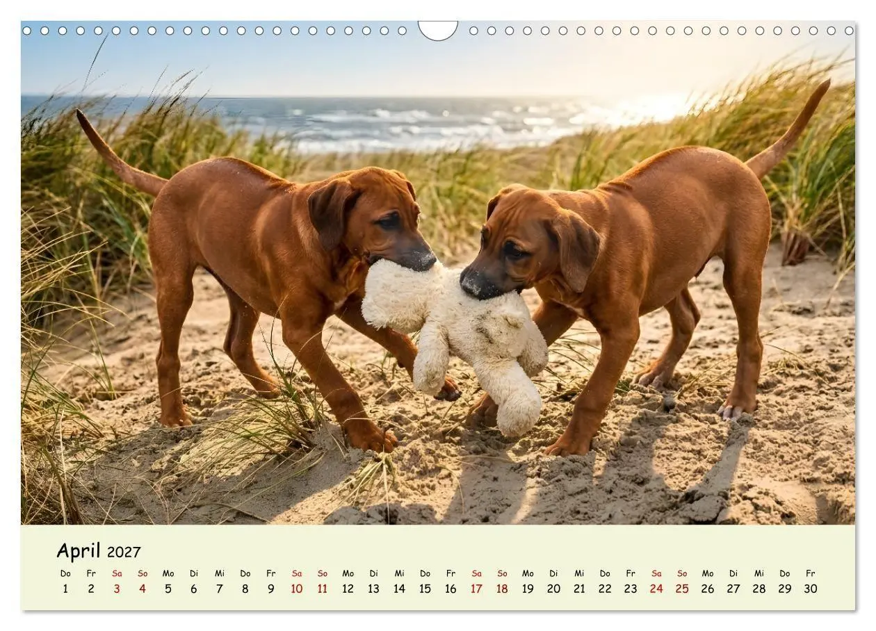 Bild: 9783516823332 | Rhodesian Ridgeback - Welpenzauber (Wandkalender 2027 DIN A3 quer),...