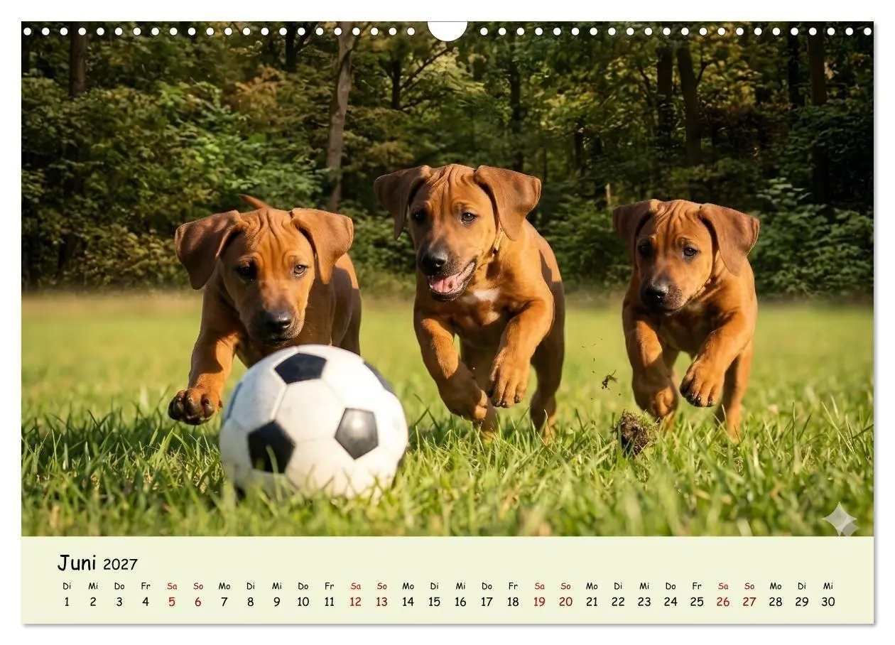 Bild: 9783516823332 | Rhodesian Ridgeback - Welpenzauber (Wandkalender 2027 DIN A3 quer),...