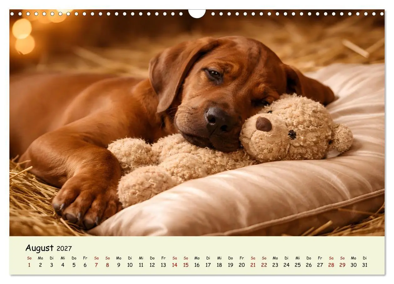 Bild: 9783516823332 | Rhodesian Ridgeback - Welpenzauber (Wandkalender 2027 DIN A3 quer),...