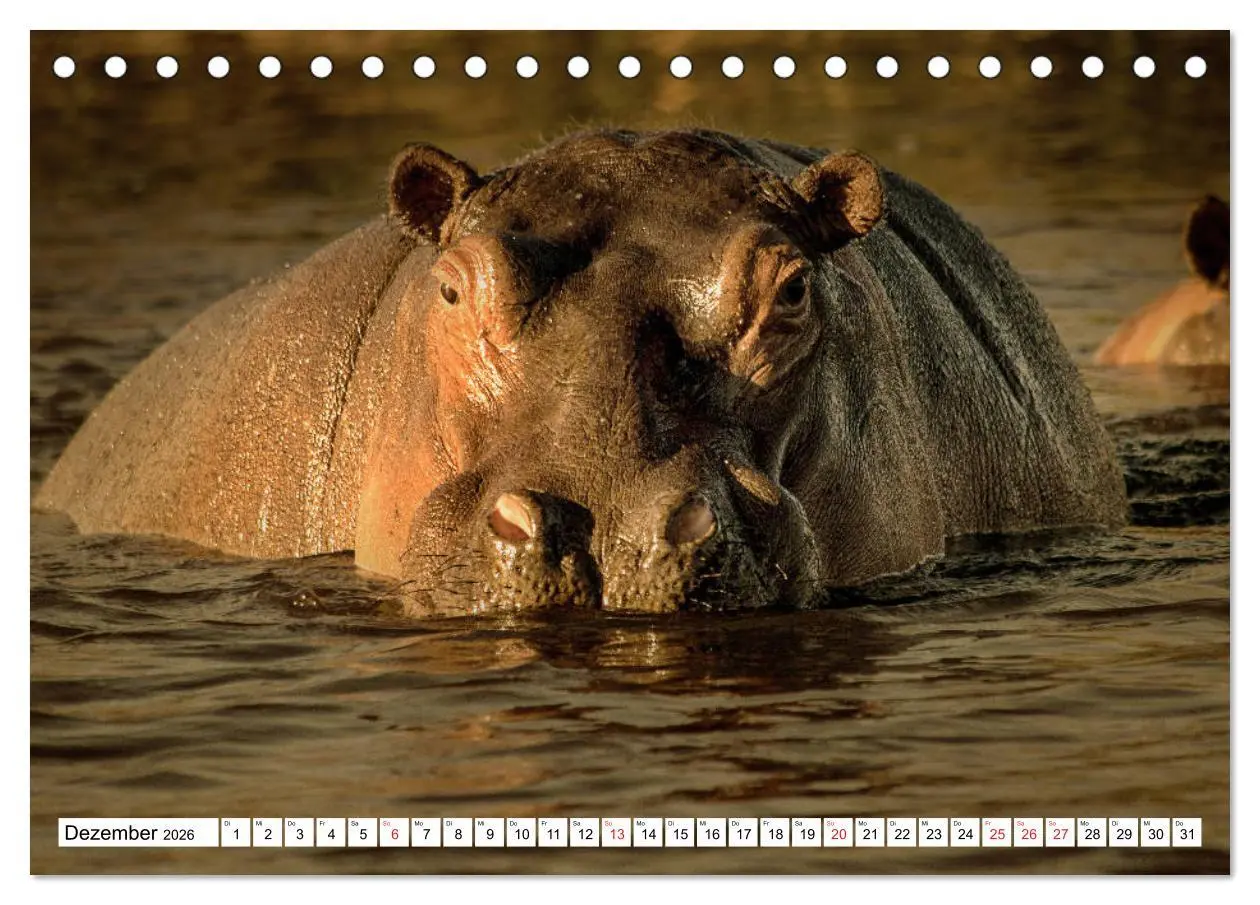 Bild: 9783457723432 | Namibia &amp; Botswana (Tischkalender 2026 DIN A5 quer), CALVENDO...