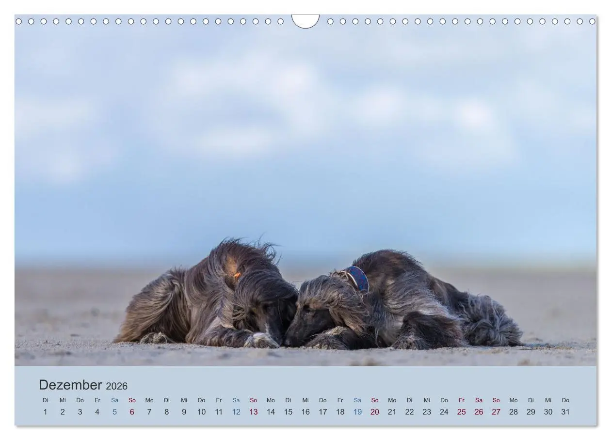 Bild: 9783457883532 | AFGHANISCHE WINDHUNDE 2026 (Wandkalender 2026 DIN A3 quer),...
